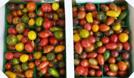Great Places for Tomato Lovers to Discover New Tomato Varieties Image